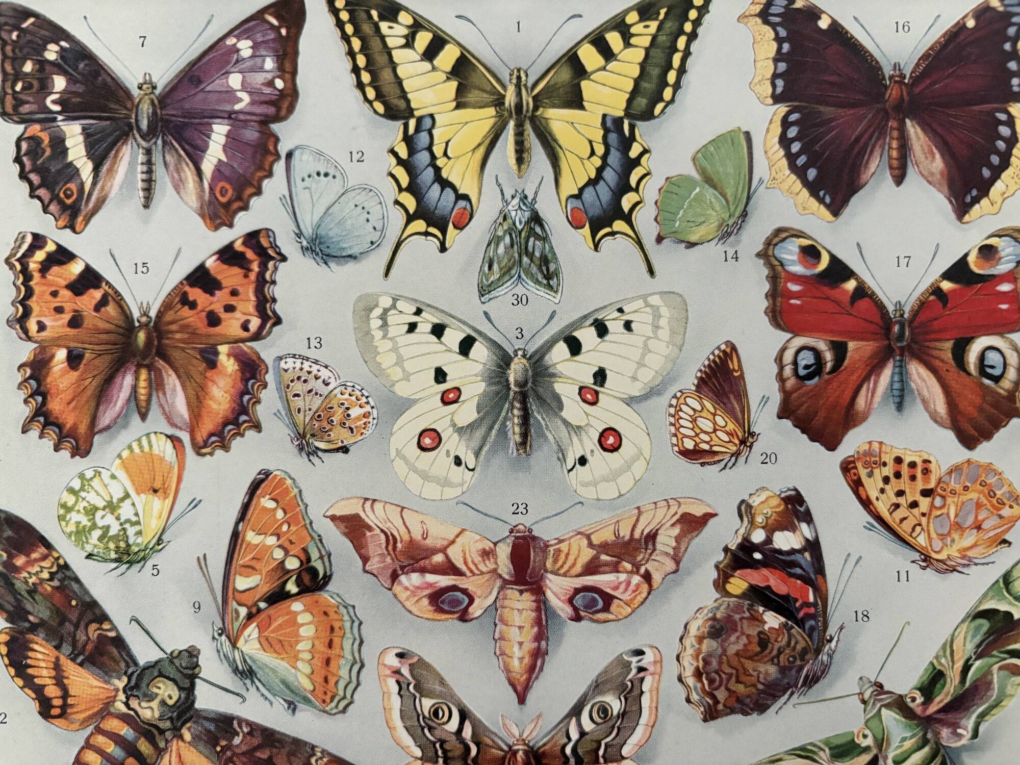 Illustrated plate on butterflies (Europe) - 1930
