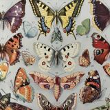 Illustrated plate on butterflies (Europe) - 1930