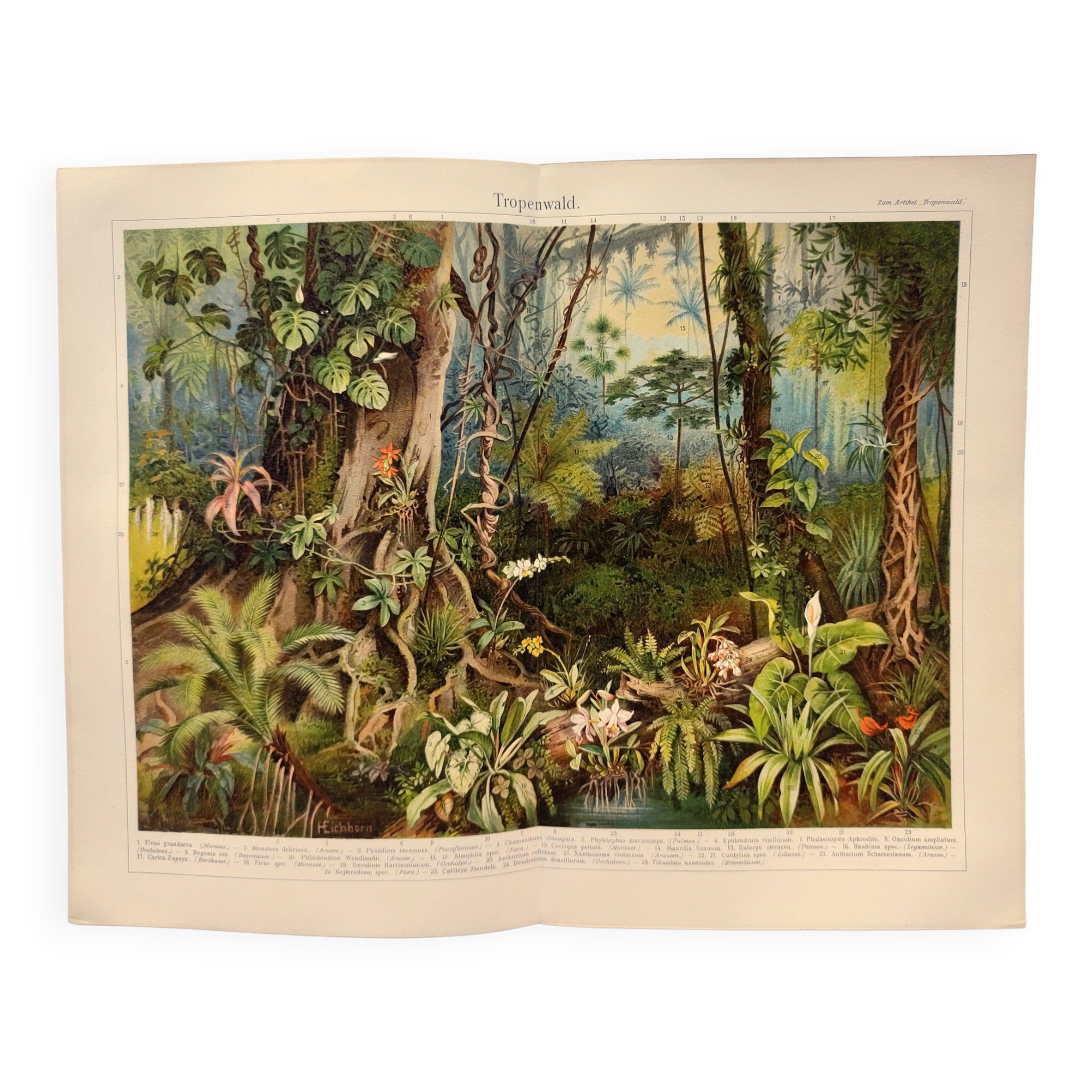 Gravure botanique de 1909 - Forêt et jungle tropicale - Planche ancienne allemande