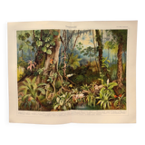 Botanical engraving from 1909 - Forest and tropical jungle - Old German print