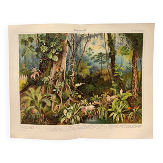 Gravure botanique de 1909 - Forêt et jungle tropicale - Planche ancienne allemande