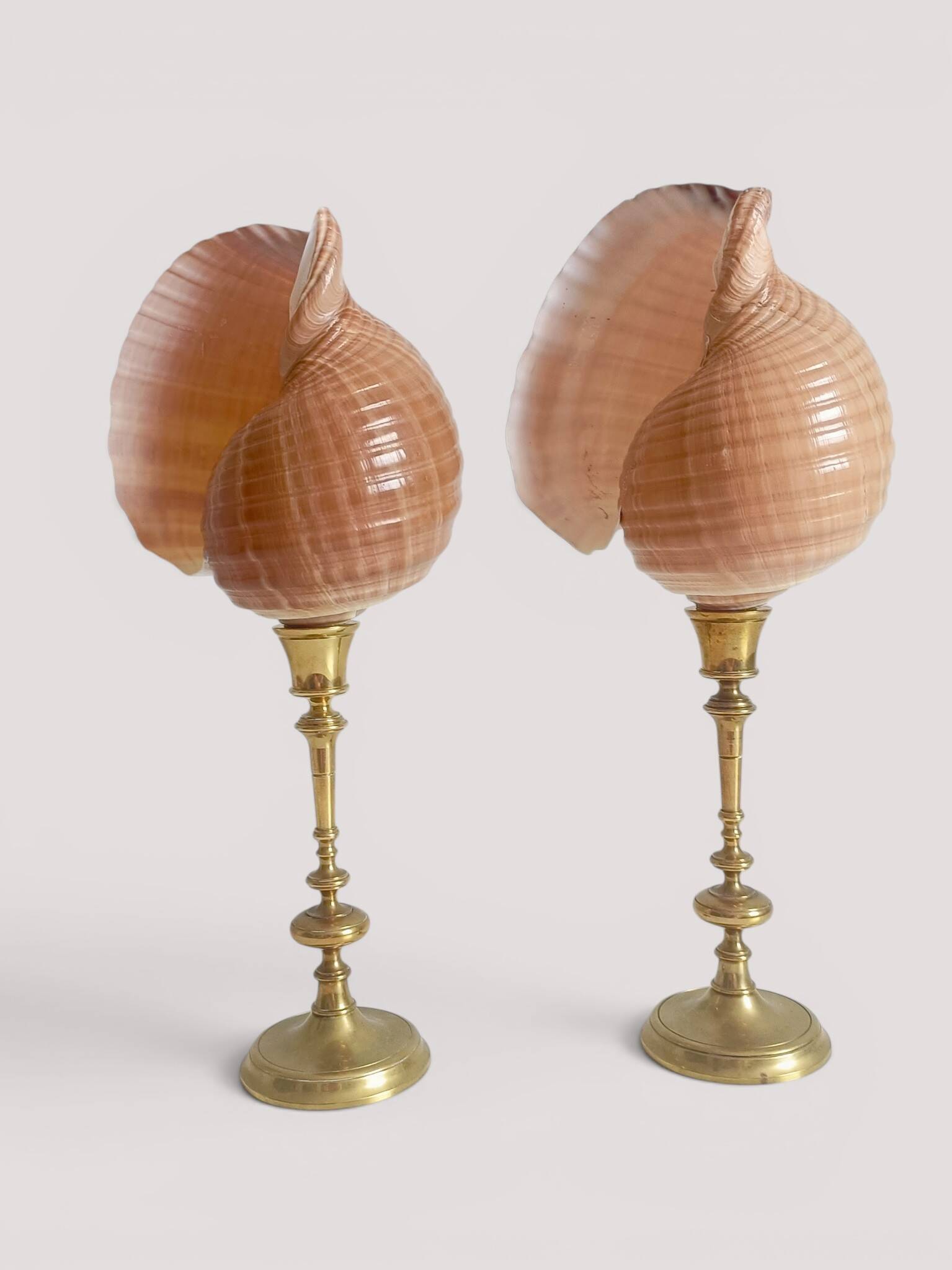Pair of natural shells on a mid-century Swedish Skultuna brass candelabrum.