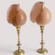 Pair of natural shells on a mid-century Swedish Skultuna brass candelabrum.