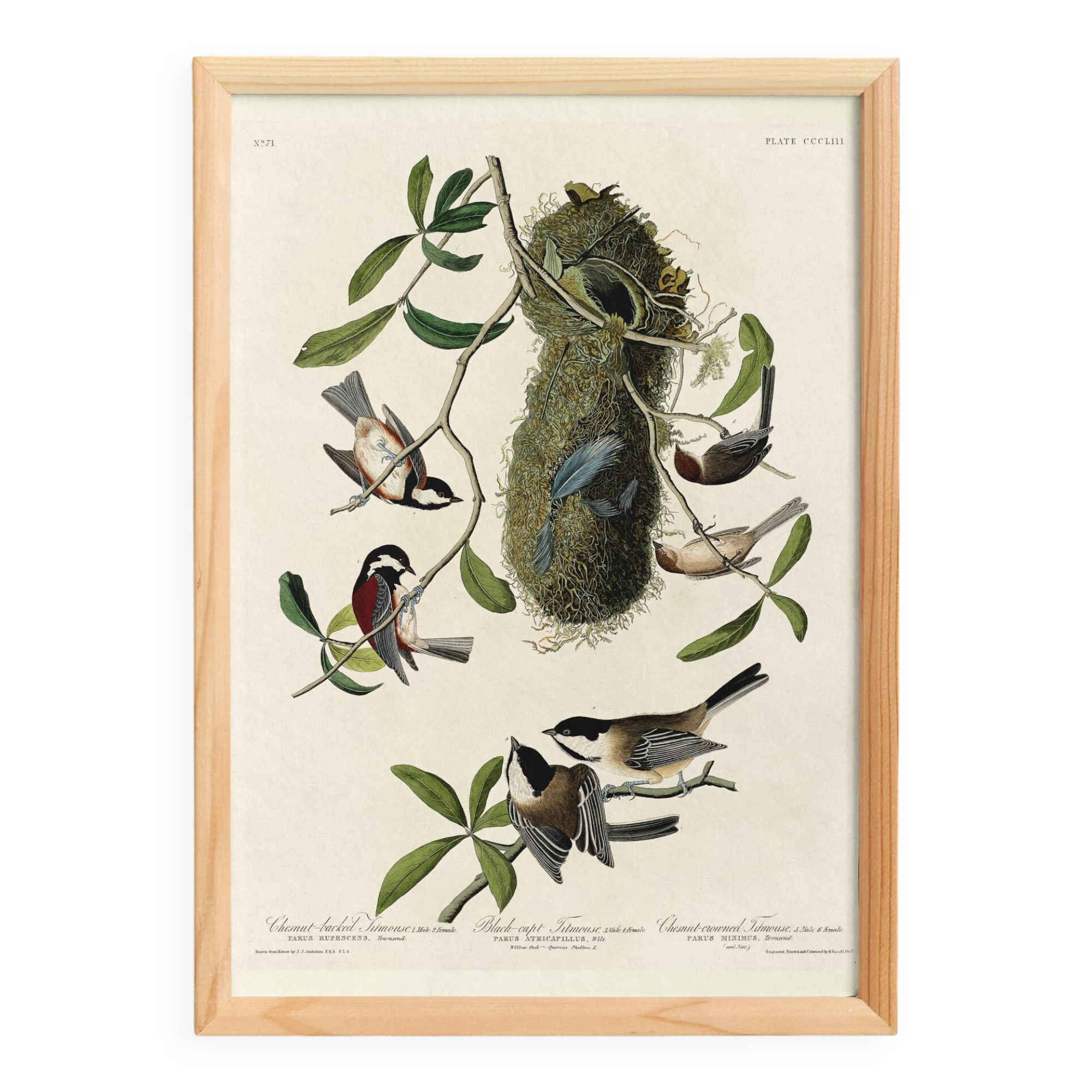 Poster about Tits, based on an old engraving from 1827.