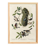 Poster about Tits, based on an old engraving from 1827.