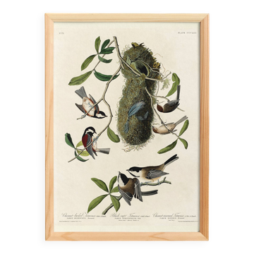 Affiche sur les Mésanges, d’après une gravure ancienne de 1827.