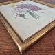 Antique botanical frame – “Carnation Variety” – Gilded wood