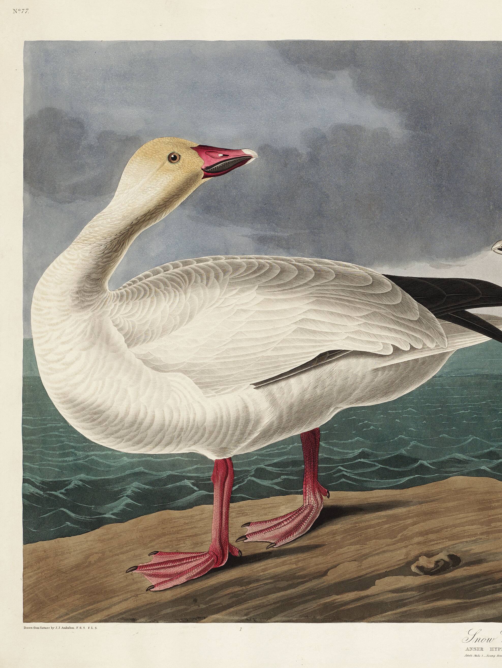 Poster about the Snow Goose, based on an old engraving from 1827.