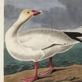Poster about the Snow Goose, based on an old engraving from 1827.