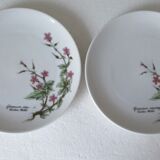 Assiettes à dessert porcelaine fine  de Bavière -botaniqu