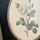 Set of three frames medallions