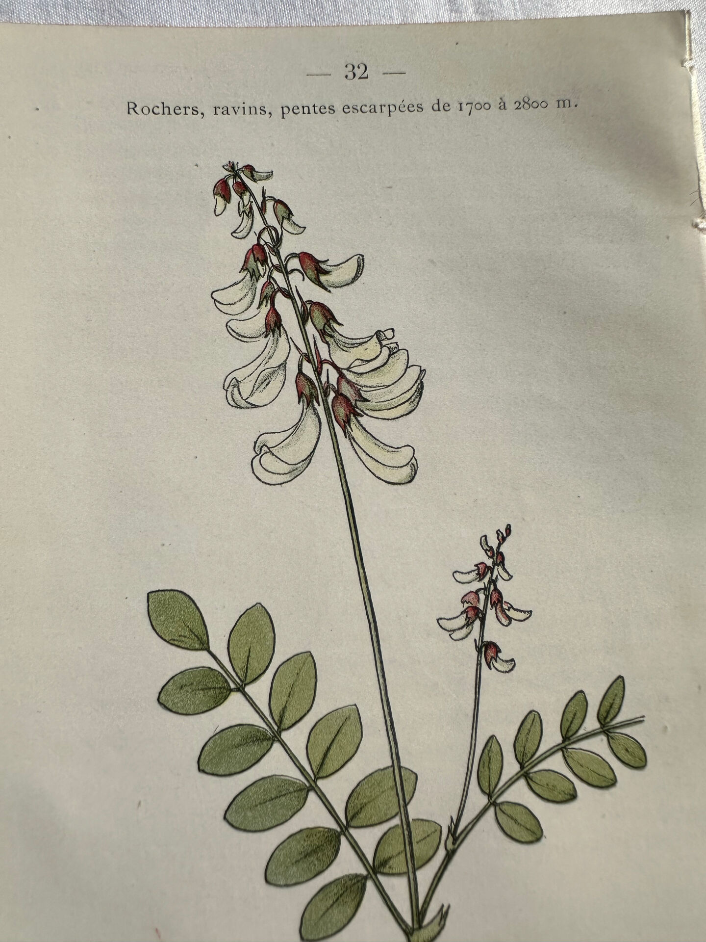 Botanical engraving French flower lithograph naturalist plate 19th century