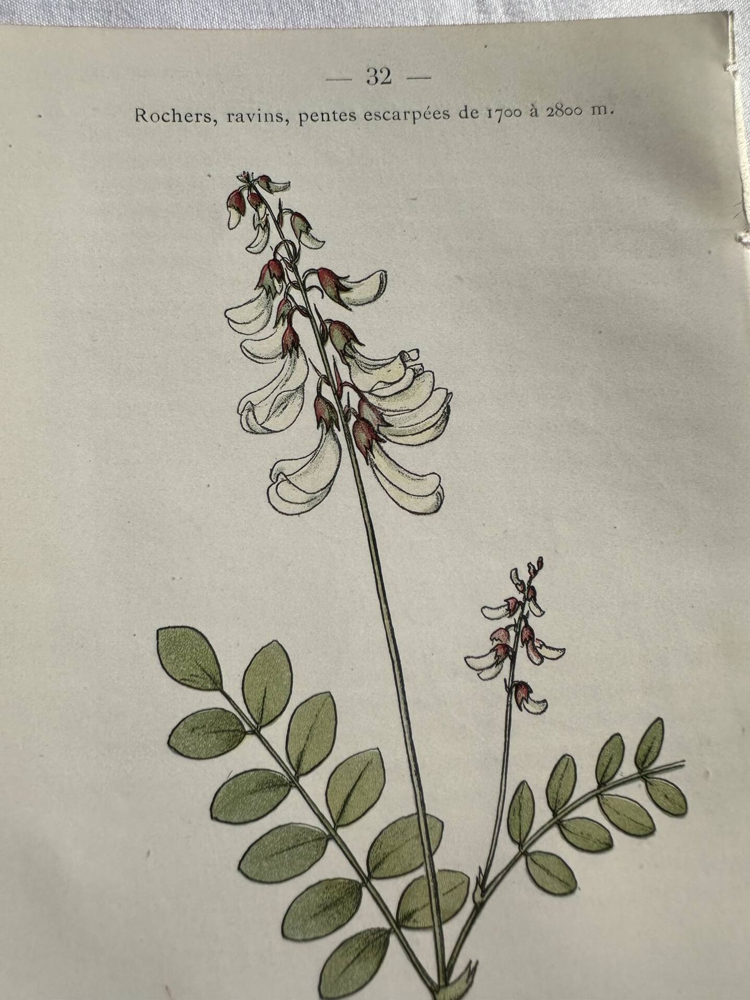 Botanical engraving French flower lithograph naturalist plate 19th century
