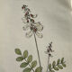 Botanical engraving French flower lithograph naturalist plate 19th century