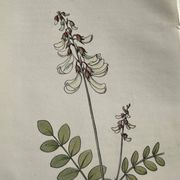 Botanical engraving French flower lithograph naturalist plate 19th century