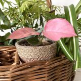 Bar basket or plant holder in woven wicker