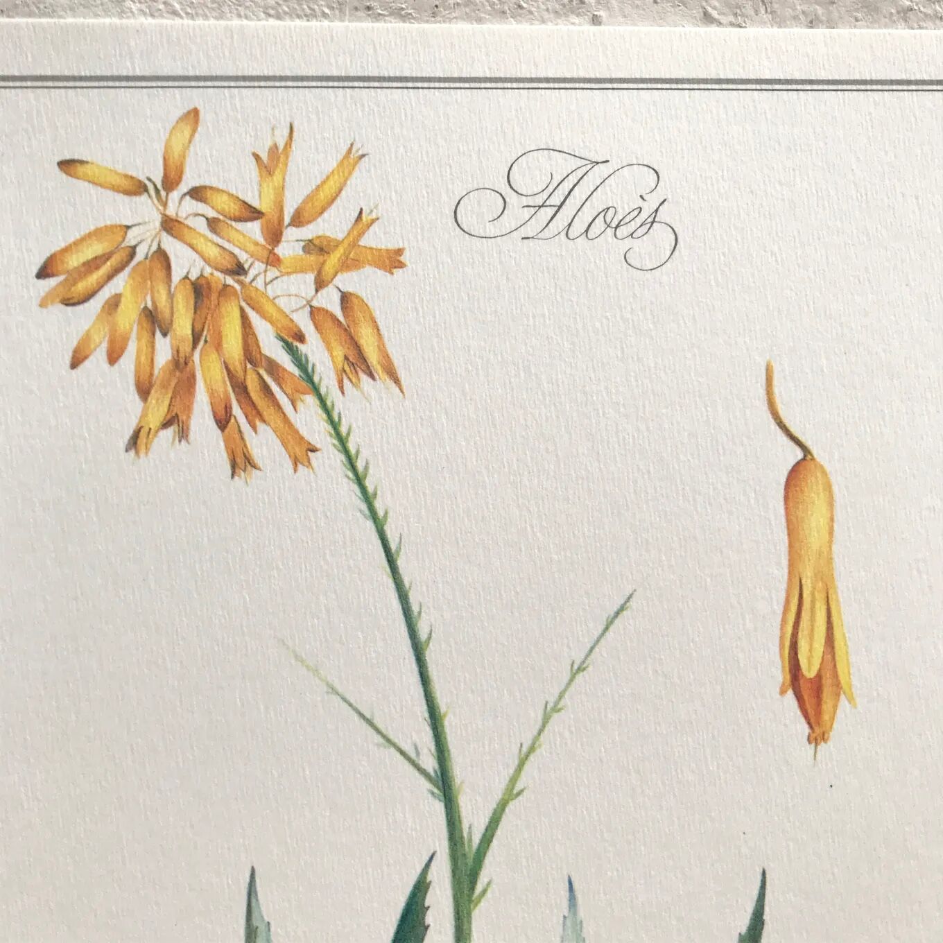 Botanical plate aloe