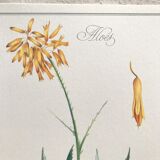 Botanical plate aloe