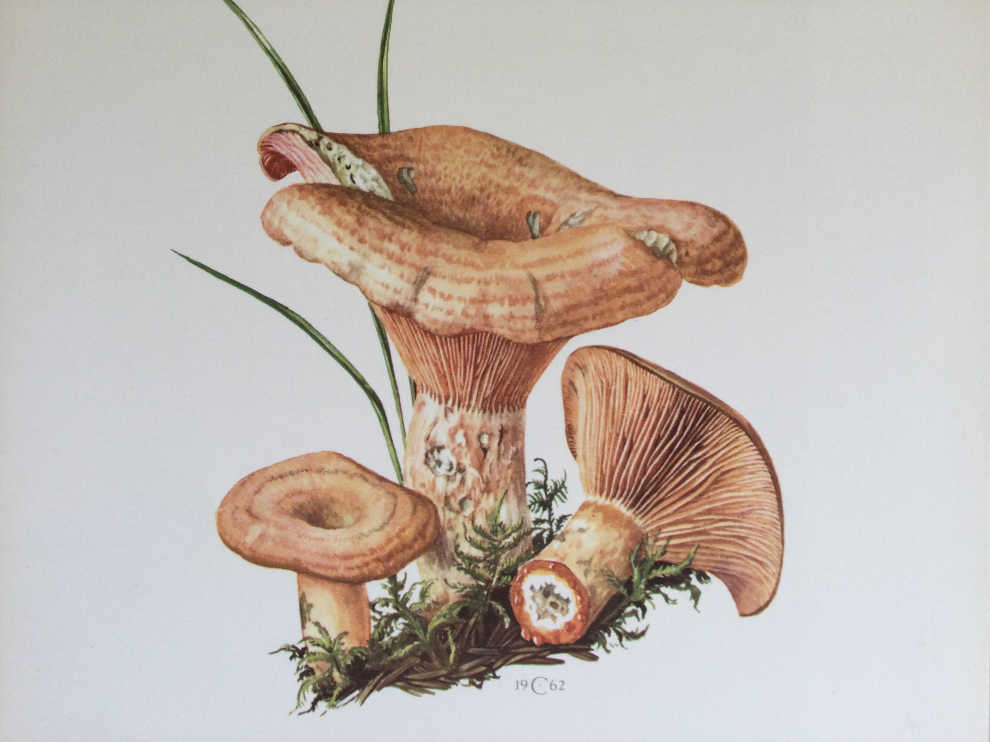 Botanical illustration "mushrooms", 1960s