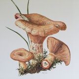 Botanical illustration "mushrooms", 1960s
