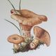 Illustration botanique "champignons", années 60