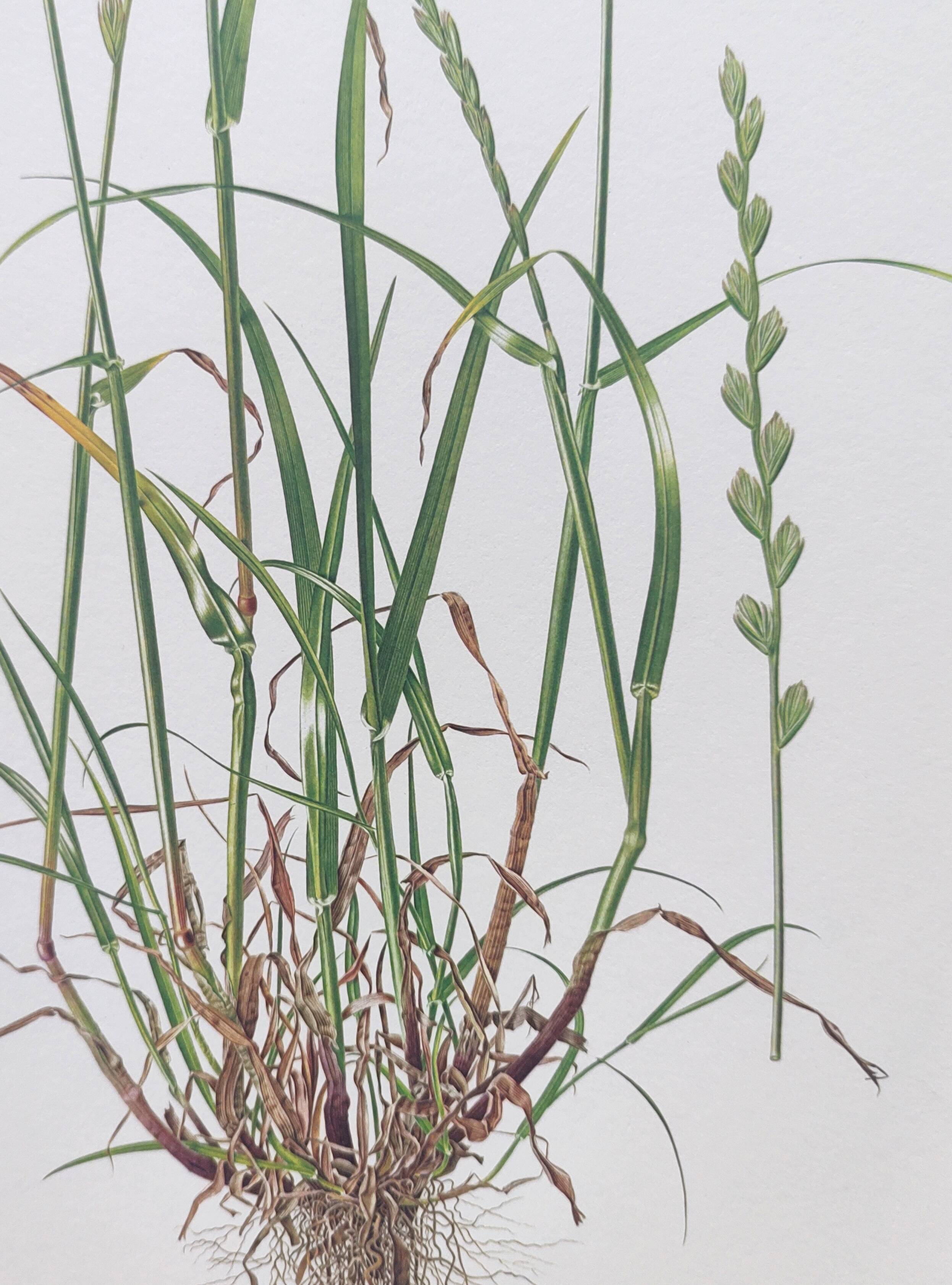 Vintage botanical print from 1978 - Perennial ryegrass - Nature illustration