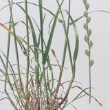 Vintage botanical print from 1978 - Perennial ryegrass - Nature illustration