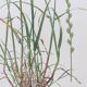 Vintage botanical print from 1978 - Perennial ryegrass - Nature illustration