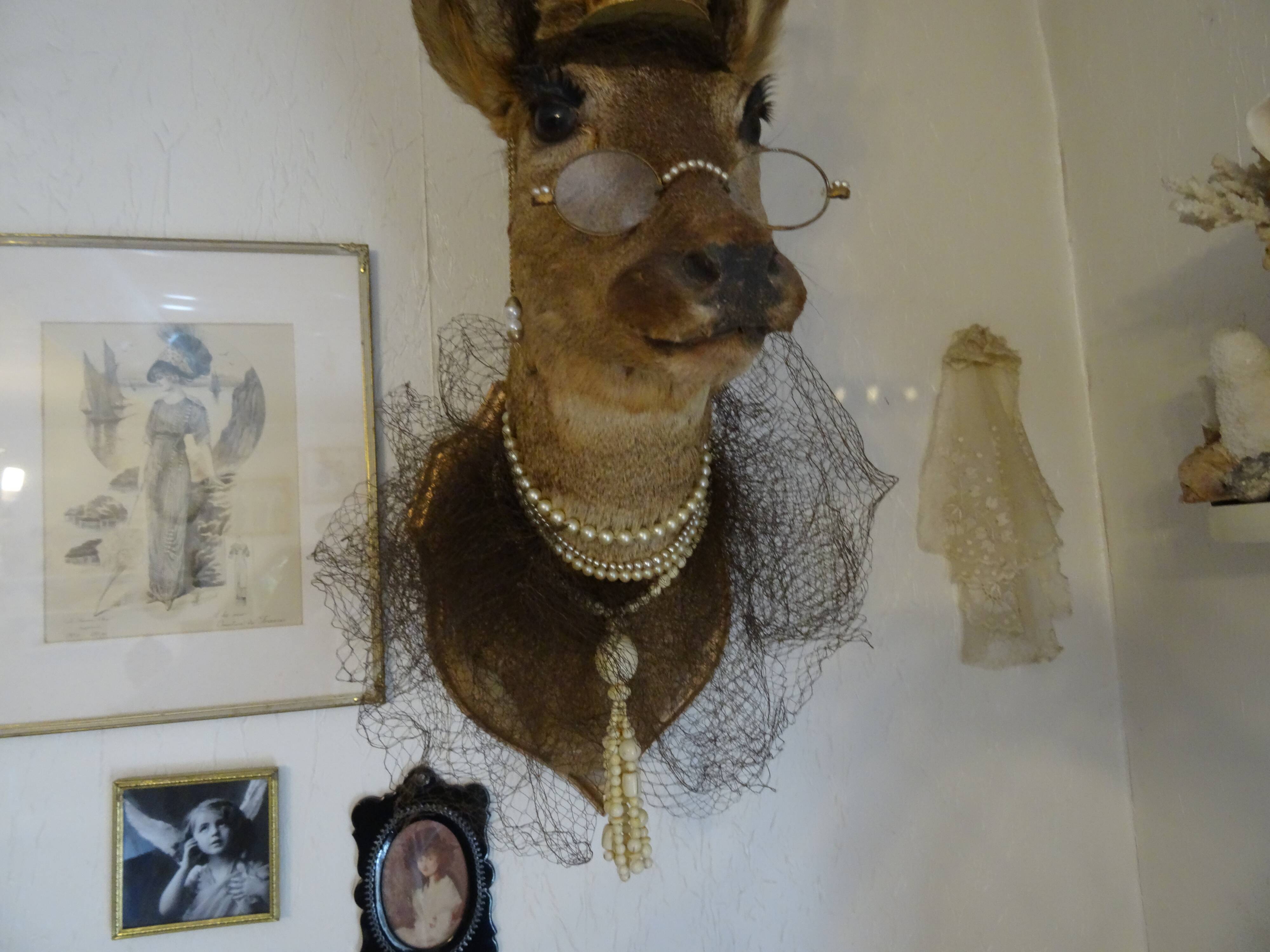 Deer head - hunting trophy