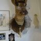 Deer head - hunting trophy