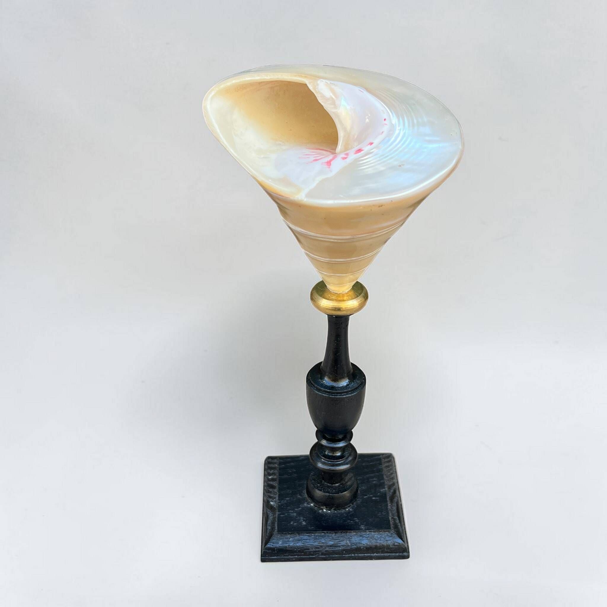 Ancient Troca Trochus shell in mother-of-pearl on a wooden base curiosities