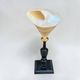 Ancient Troca Trochus shell in mother-of-pearl on a wooden base curiosities