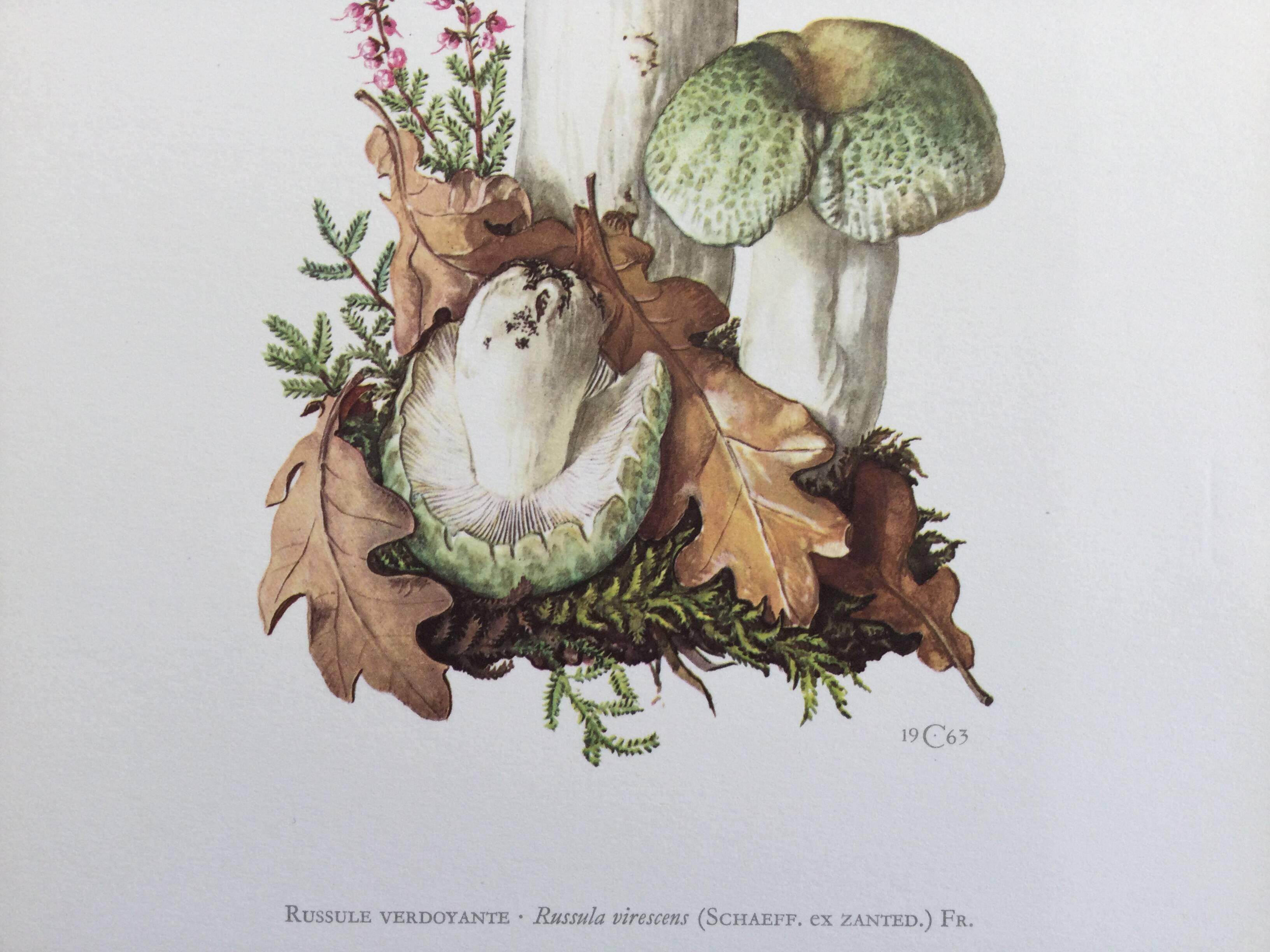 Botanical Illustration Mushrooms Russula Vintage Print 60s