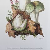 Botanical Illustration Mushrooms Russula Vintage Print 60s