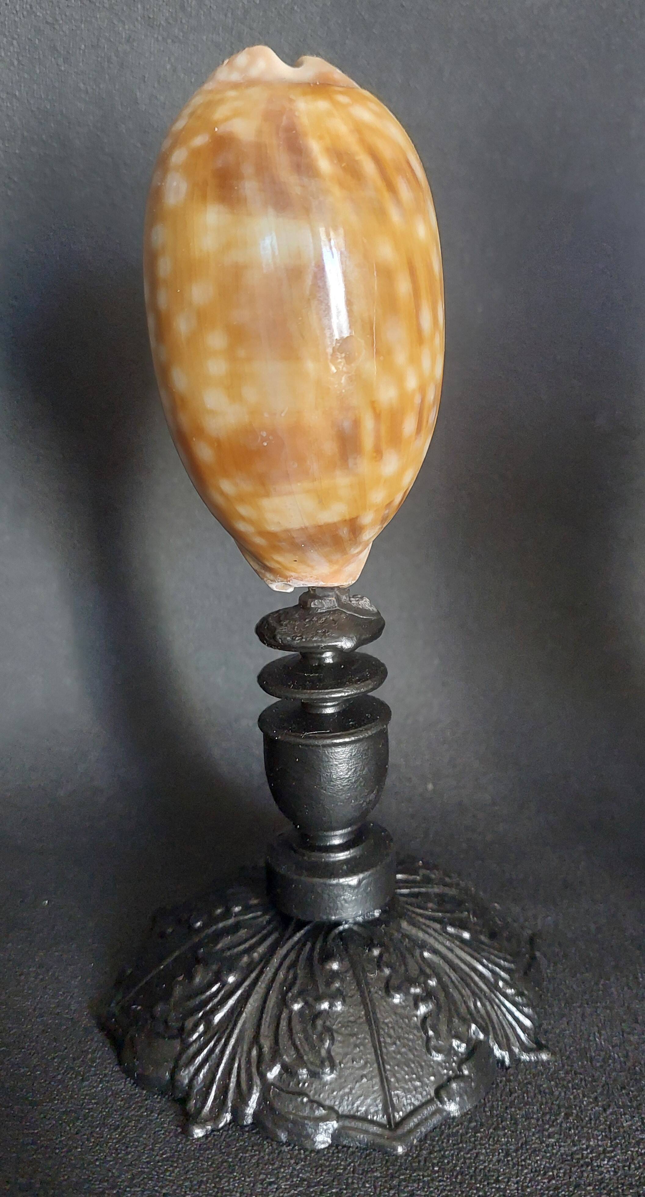 Cabinet of Curiosities macrocypraea zebra shell on a base