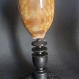 Cabinet of Curiosities macrocypraea zebra shell on a base