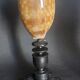 Cabinet of Curiosities macrocypraea zebra shell on a base