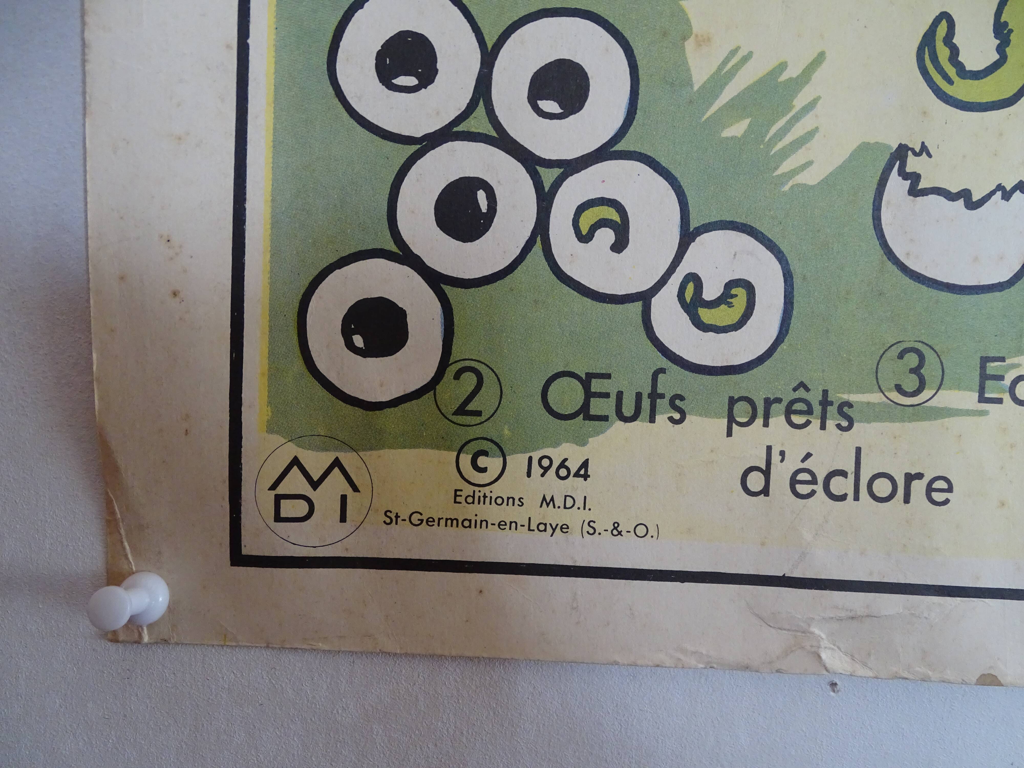 School poster on both sides anatomy batracians and birds . MDI.1964