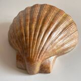 Shell wall enameled by aljezur