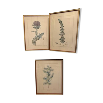 Lot Trois Gravures Botaniques Anciennes J.Turpin de Chaumeton