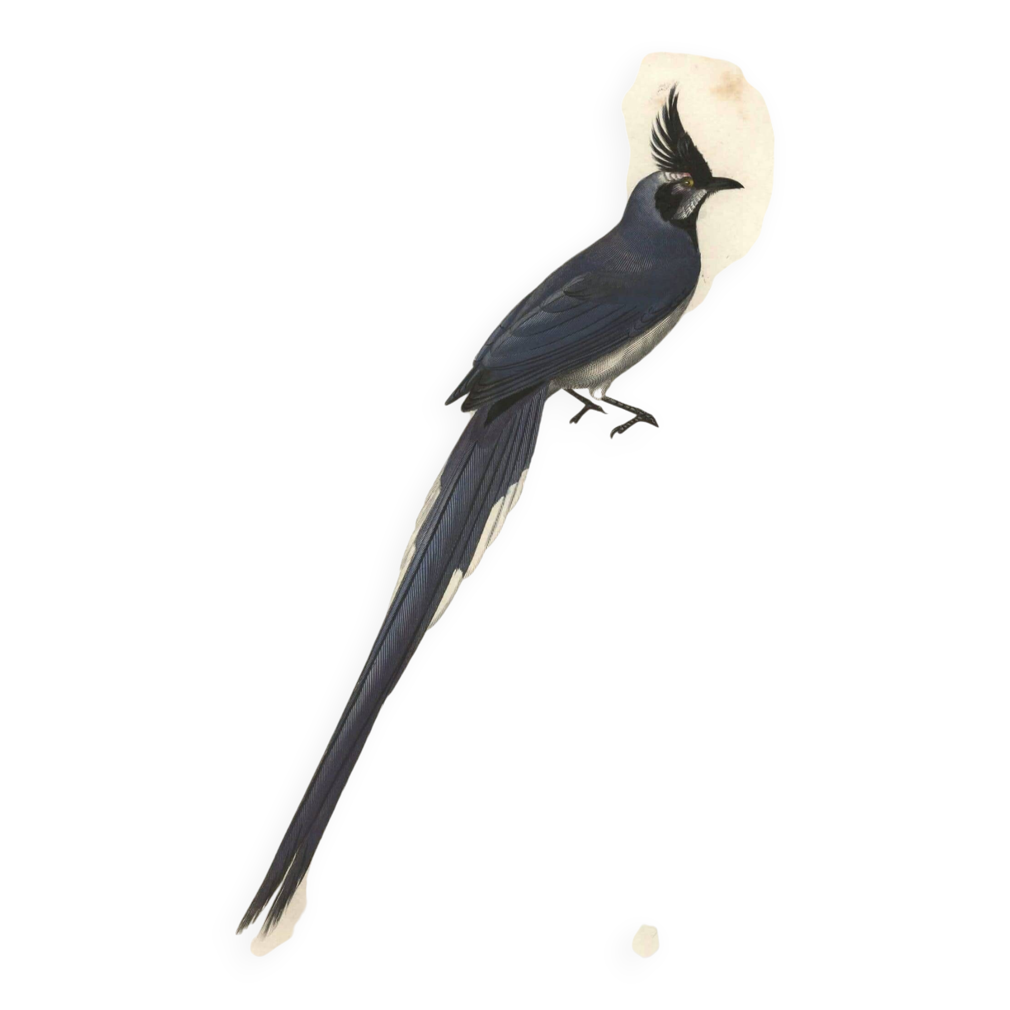 Antique engraving, 1849 - Magpie by E. Travies