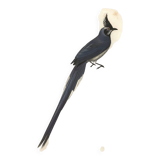 Antique engraving, 1849 - Magpie by E. Travies