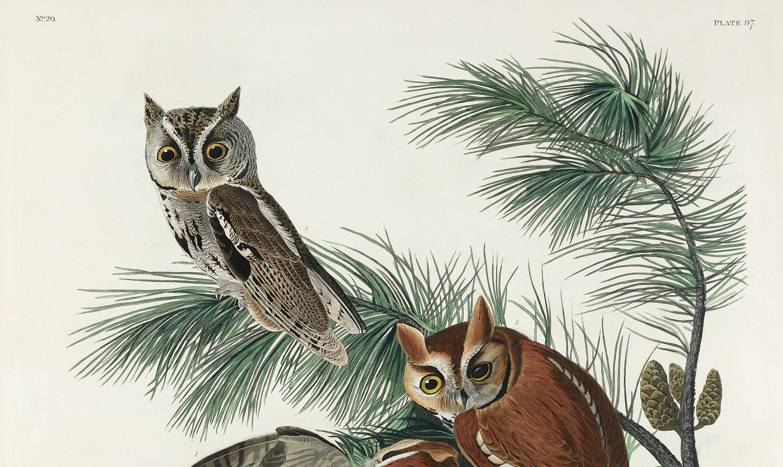 Poster about the owl, based on an old engraving from 1827.