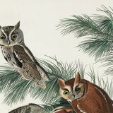 Poster about the owl, based on an old engraving from 1827.