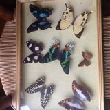 Butterfly box