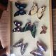 Butterfly box