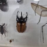 Boîte d'entomologie d'insectes
