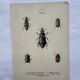 Vintage insect engravings botanical naturalist plate