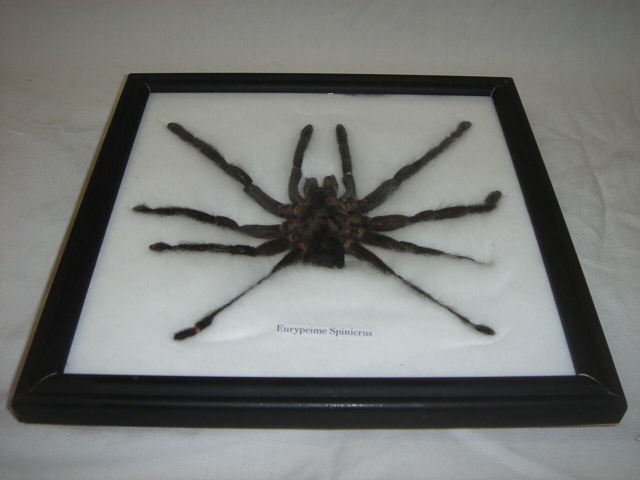 Naturalized spider Tarantula, tarantulas: Eurypeime Spinicrus
