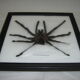 Naturalized spider Tarantula, tarantulas: Eurypeime Spinicrus